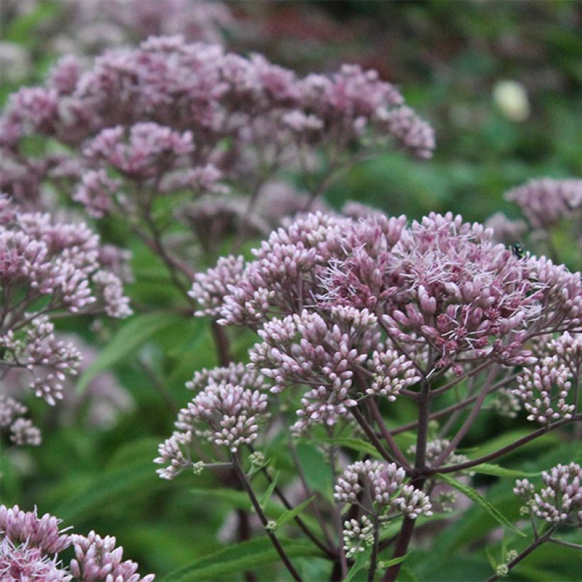 Gefleckter Wasserdost Phantom - Eupatorium maculatum (Blüte)