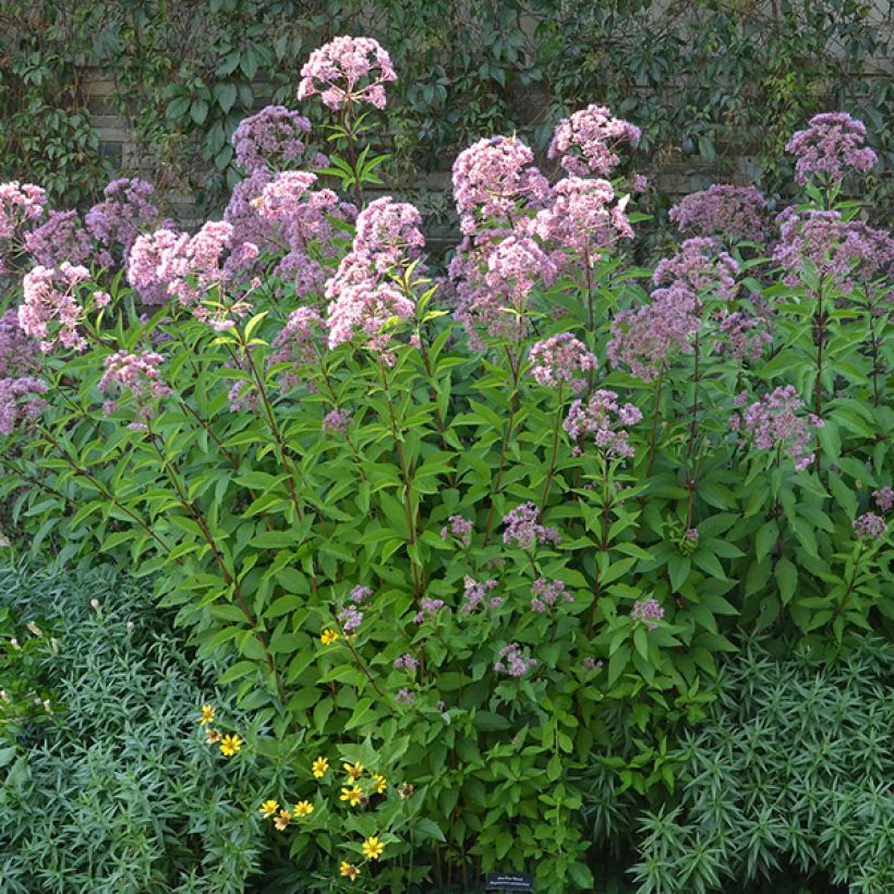 Gefleckter Wasserdost Phantom - Eupatorium maculatum (Hafen)