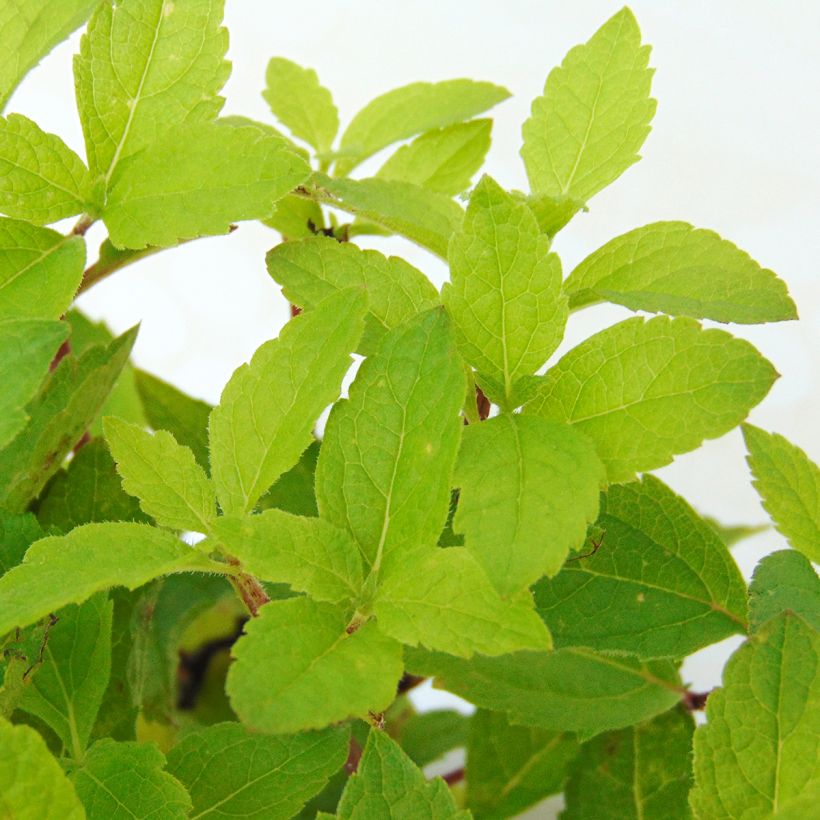 Gefleckter Wasserdost Phantom - Eupatorium maculatum (Laub)