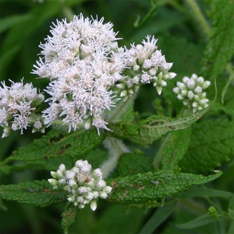 Durchwachsener Wasserdost - Eupatorium perfoliatum (Blüte)