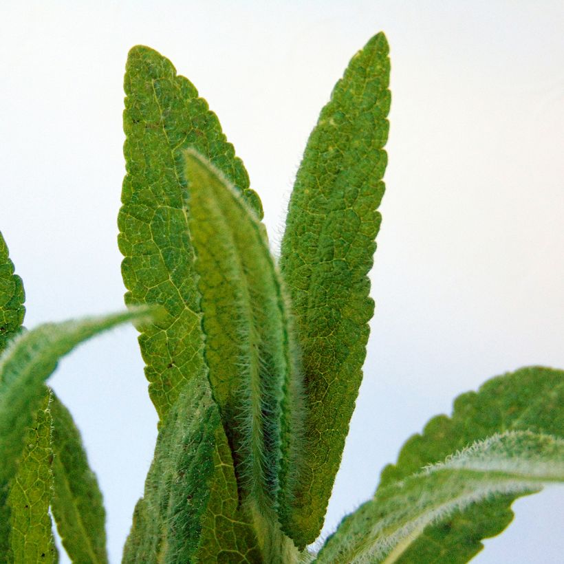 Durchwachsener Wasserdost - Eupatorium perfoliatum (Laub)