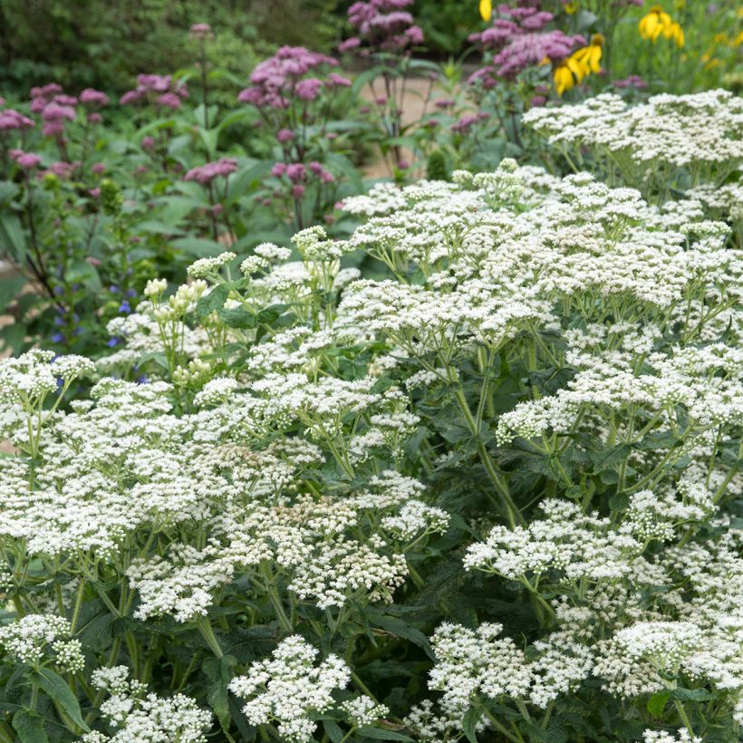 Durchwachsener Wasserdost - Eupatorium perfoliatum (Hafen)