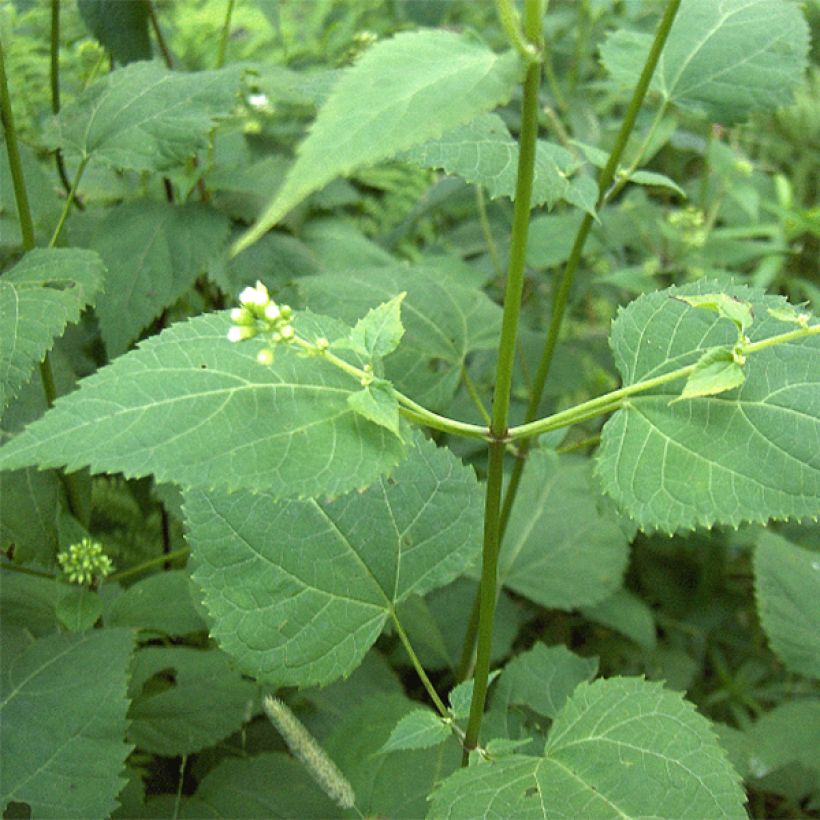 Weißer Wasserdost - Eupatorium rugosum (Laub)