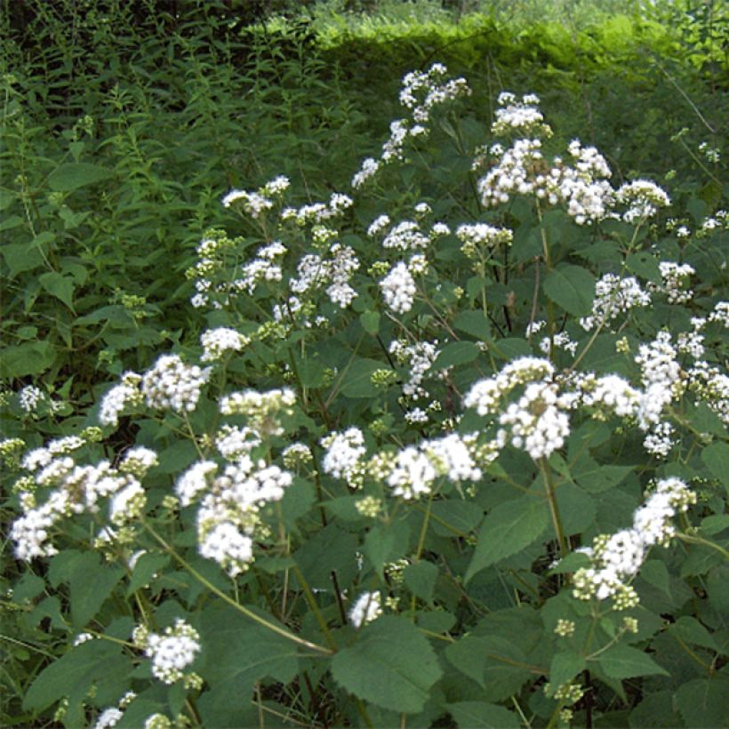 Weißer Wasserdost - Eupatorium rugosum (Blüte)