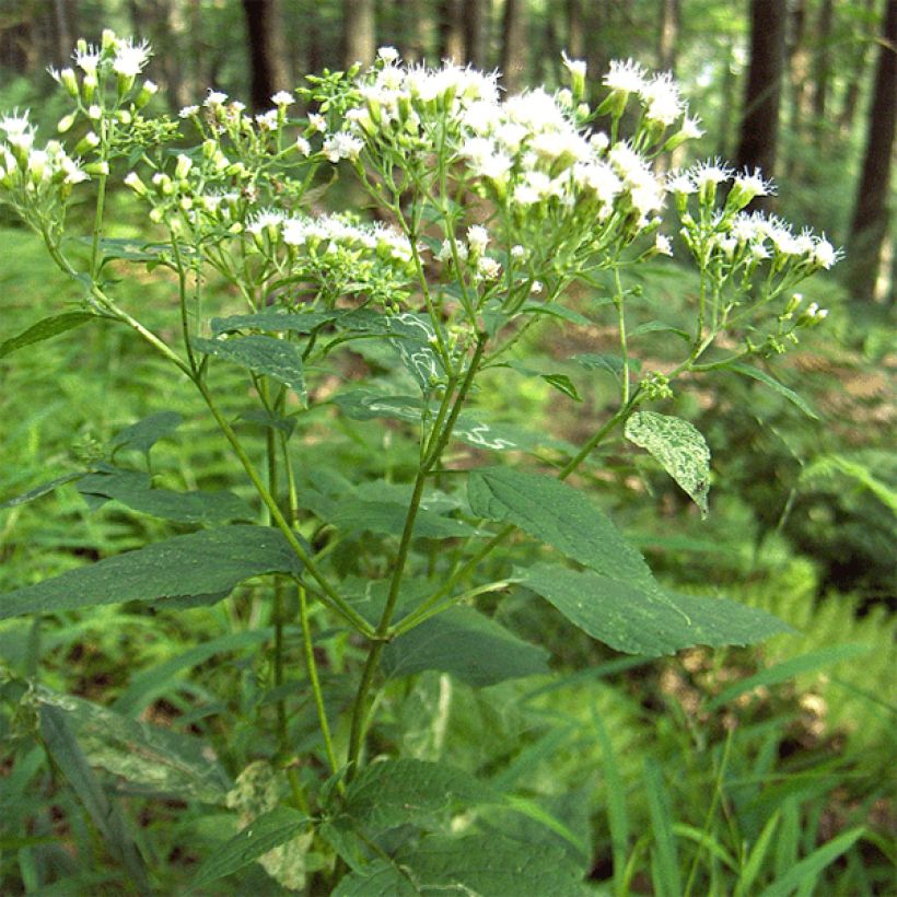 Weißer Wasserdost - Eupatorium rugosum (Hafen)