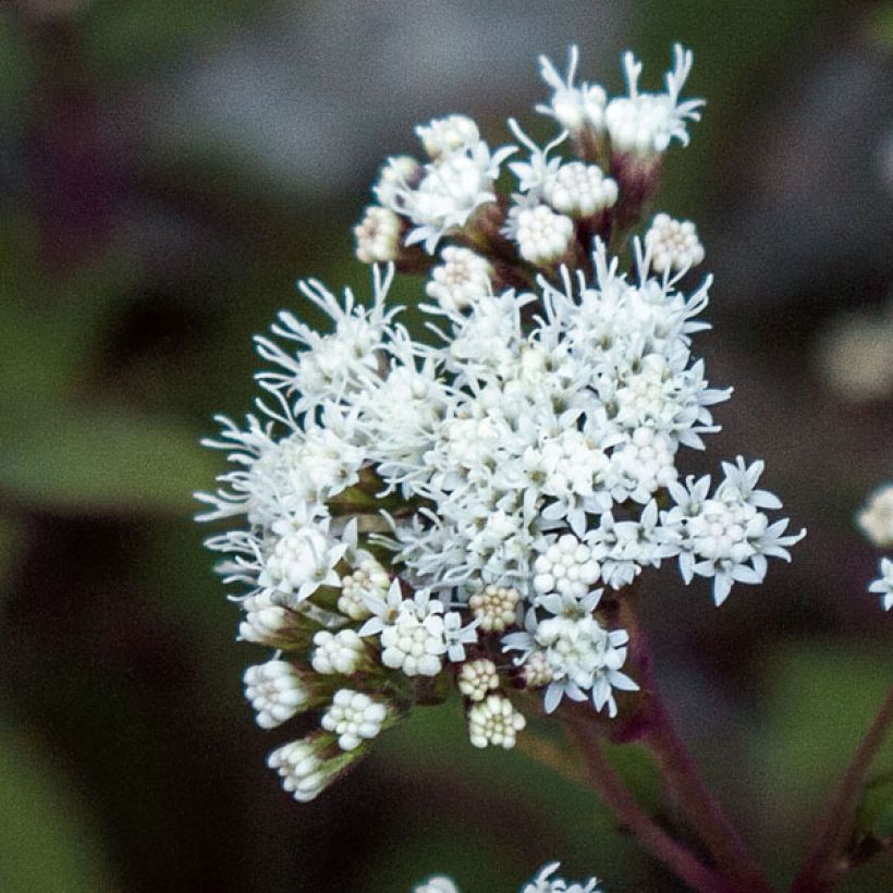 Wasserdost Chocolate - Eupatorium altissima (Blüte)