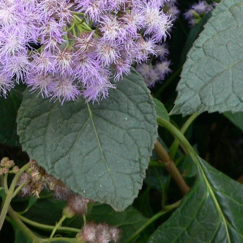 Eupatorium sordidum - Wasserdost (Laub)