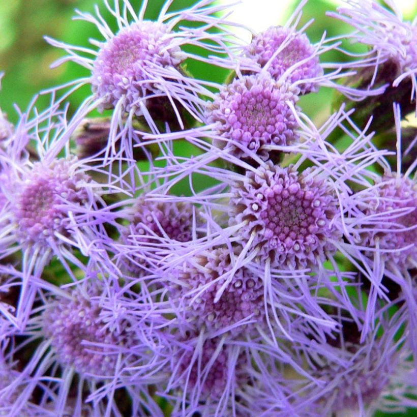 Eupatorium sordidum - Wasserdost (Blüte)