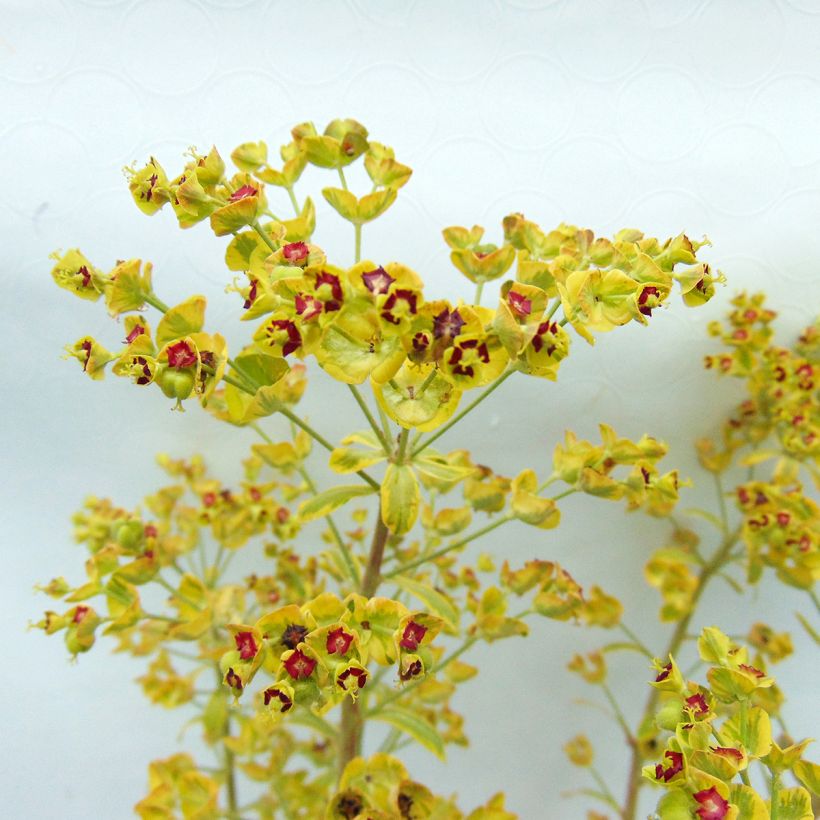 Euphorbia martinii Ascot Rainbow - Busch-Wolfsmilch (Blüte)