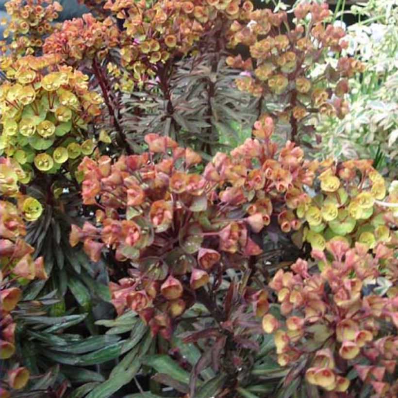 Euphorbia characias Black Bird - Palisaden-Wolfsmilch (Hafen)