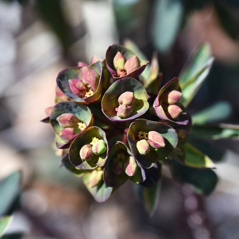 Euphorbia characias Black Bird - Palisaden-Wolfsmilch (Blüte)