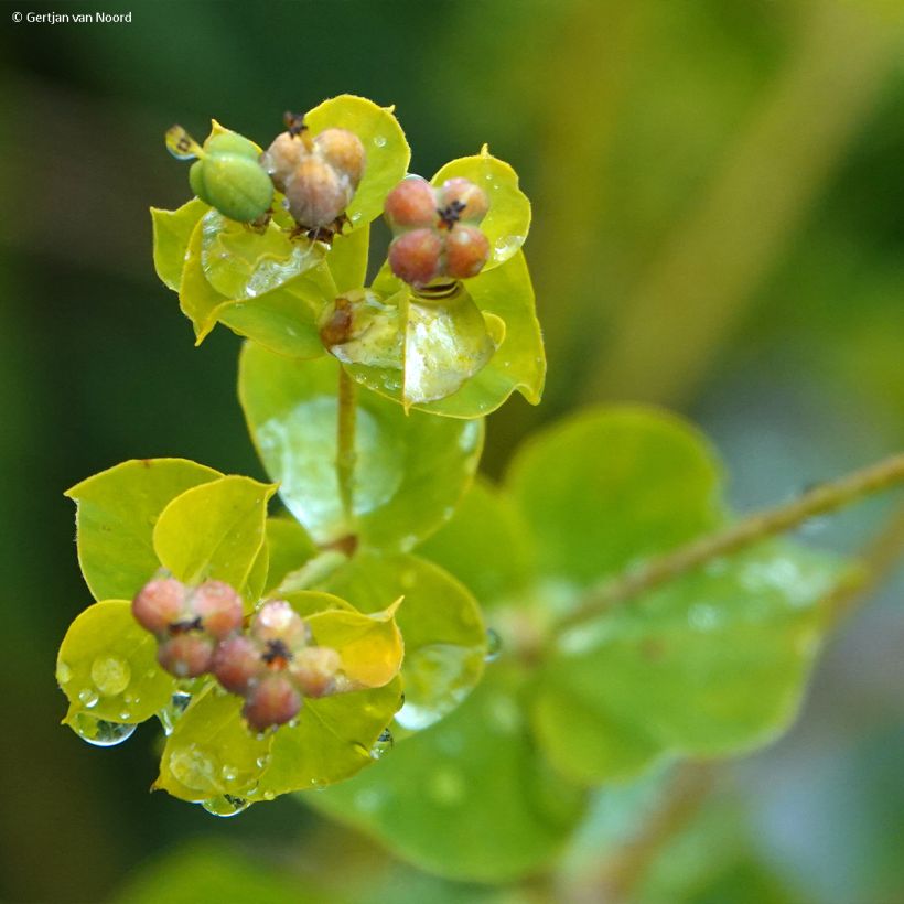 Euphorbia pseudovirgata - Wolfsmilch (Blüte)