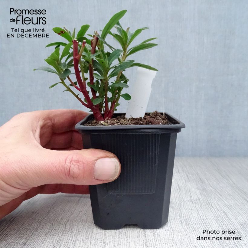 Exemplar von Euphorbe amygdaloides Purpurea - Euphorbe des bois pourpre en godet de 9 cm wie im Winter geliefert