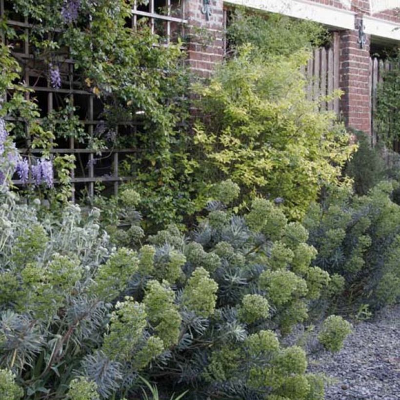 Euphorbia characias subsp. characias ssp. characias - Palisaden-Wolfsmilch (Hafen)