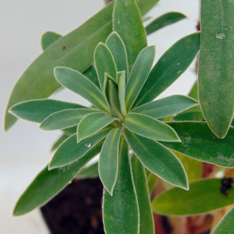 Euphorbia characias Humpty Dumpty - Palisaden-Wolfsmilch (Laub)