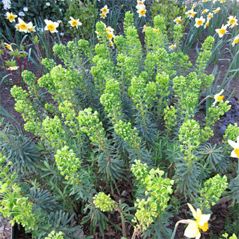 Euphorbia characias Humpty Dumpty - Palisaden-Wolfsmilch (Blüte)