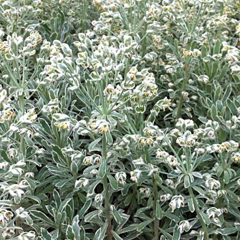 Euphorbia characias Wilcott - Palisaden-Wolfsmilch (Hafen)