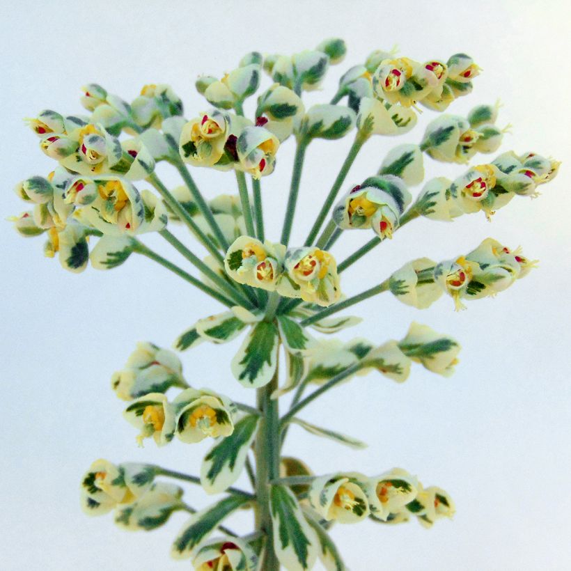 Euphorbia characias Wilcott - Palisaden-Wolfsmilch (Blüte)