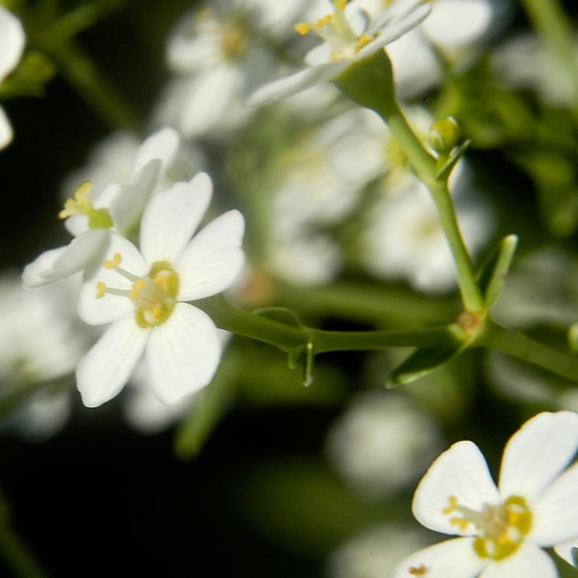 Euphorbia corollata - Kronblattartige Wolfsmilch (Blüte)