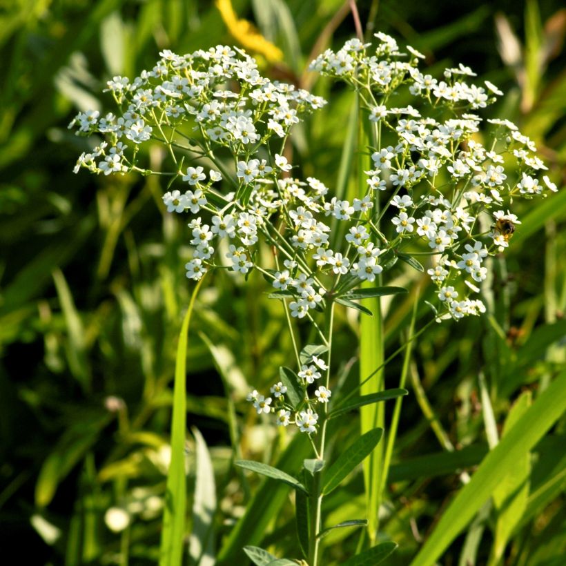 Euphorbia corollata - Kronblattartige Wolfsmilch (Hafen)