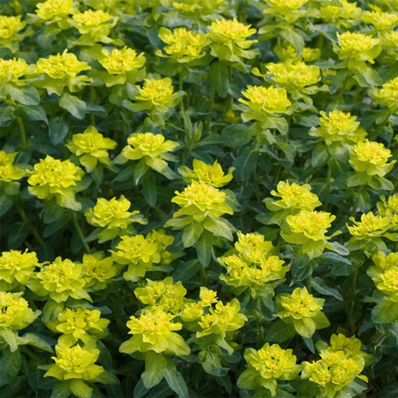 Euphorbia polychroma Candy - Gold-Wolfsmilch (Blüte)