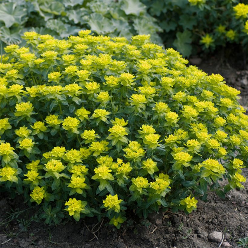 Euphorbia polychroma Candy - Gold-Wolfsmilch (Hafen)