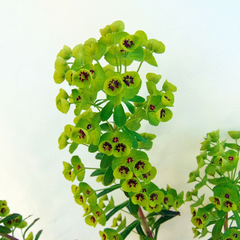 Euphorbia martinii - Busch-Wolfsmilch (Laub)