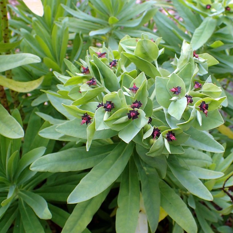 Euphorbia glauca - Wolfsmilch (Laub)