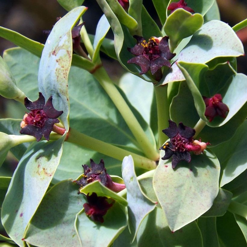 Euphorbia glauca - Wolfsmilch (Blüte)