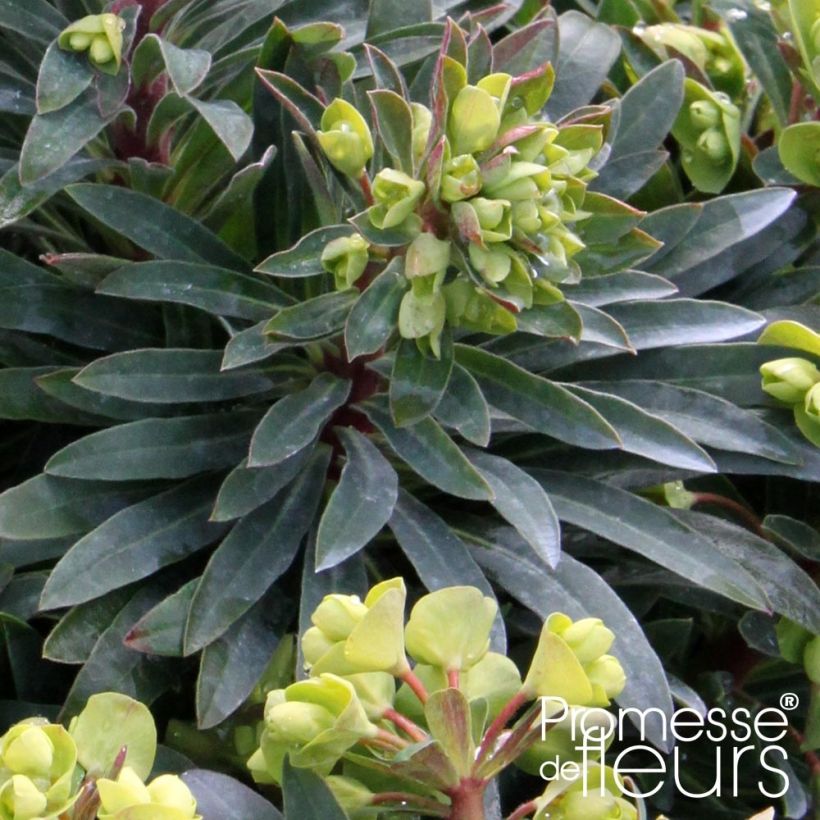 Euphorbia pseudovirgata Redwing - Wolfsmilch (Laub)