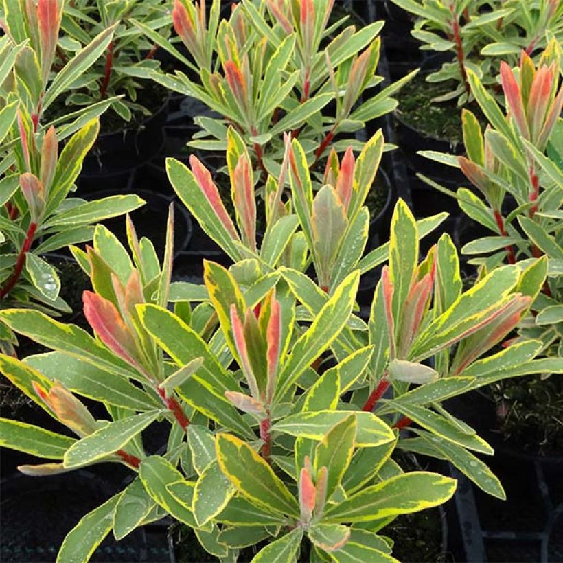 Euphorbia martinii Ascot Rainbow - Busch-Wolfsmilch (Laub)