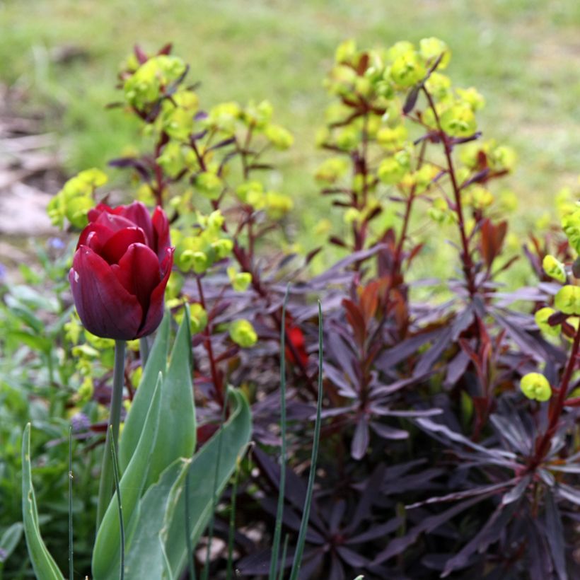 Euphorbia amygdaloides Purpurea - Mandelblättrige Wolfsmilch (Hafen)