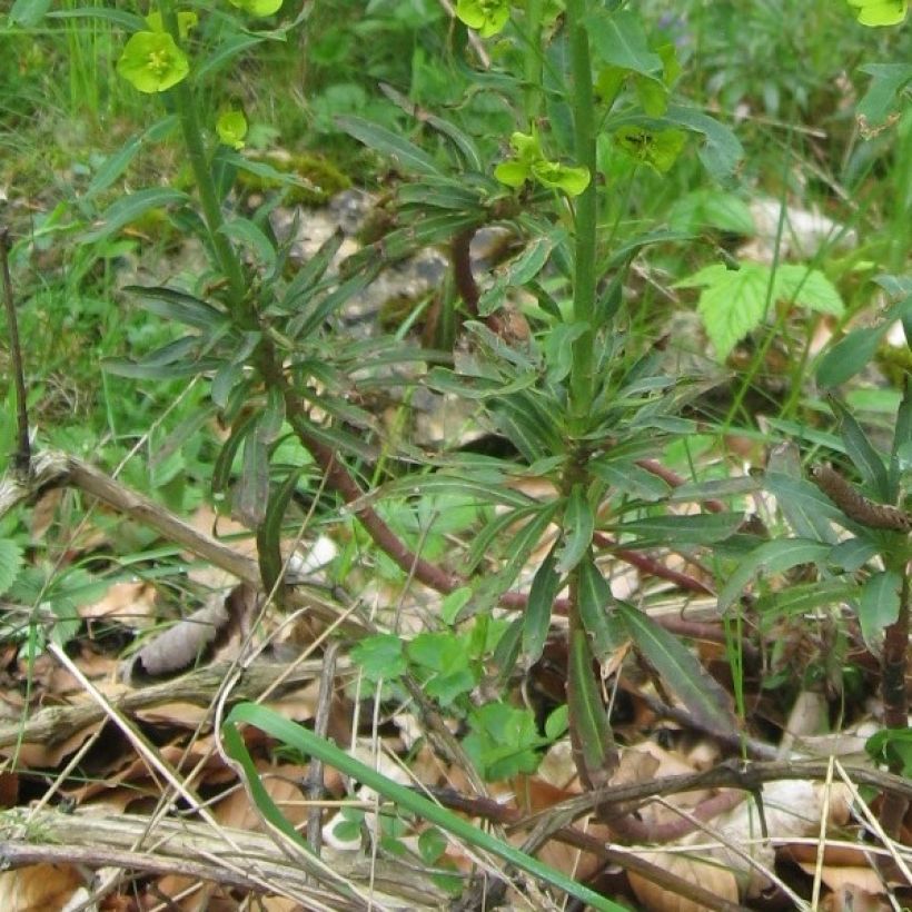 Euphorbia amygdaloïdes var. robbiae - Mandelblättrige Wolfsmilch (Laub)