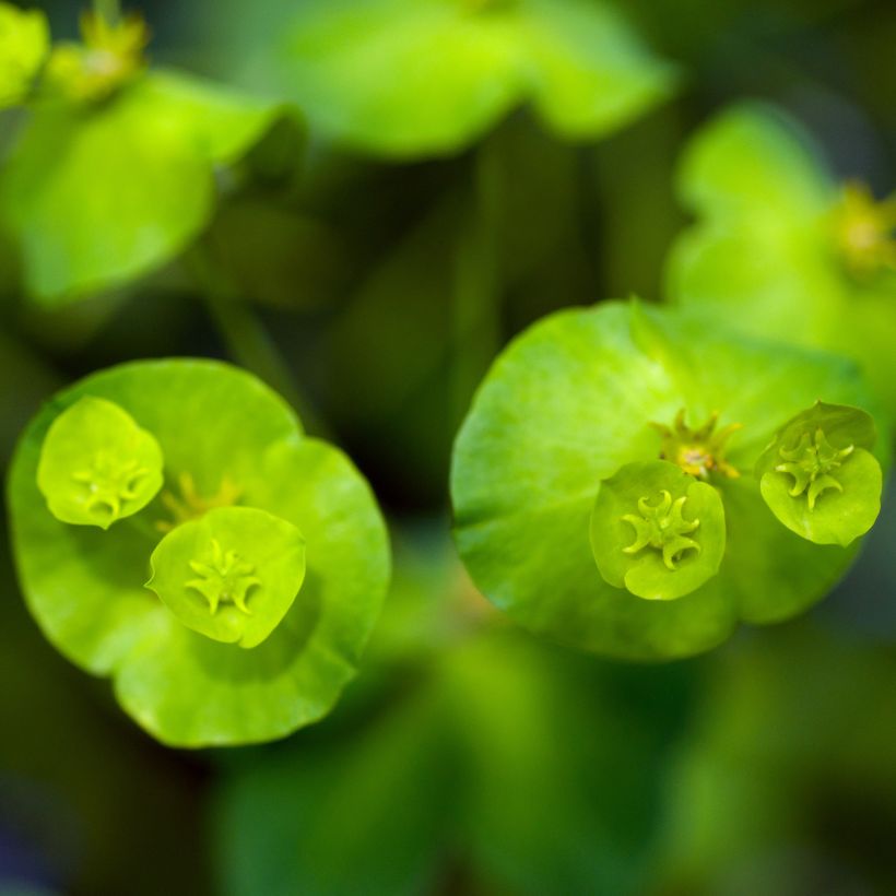 Euphorbia amygdaloïdes var. robbiae - Mandelblättrige Wolfsmilch (Blüte)