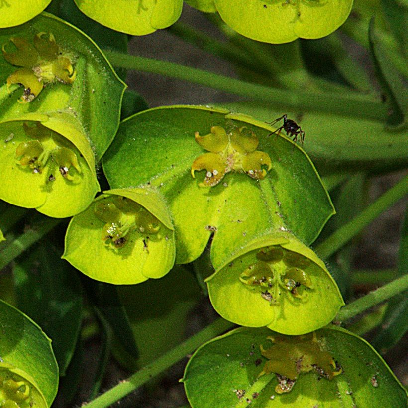 Euphorbia characias Blue Wonder - Palisaden-Wolfsmilch (Blüte)