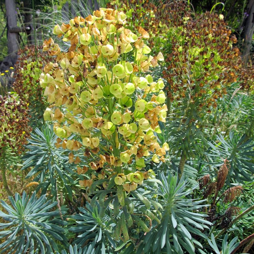 Euphorbia characias Blue Wonder - Palisaden-Wolfsmilch (Hafen)