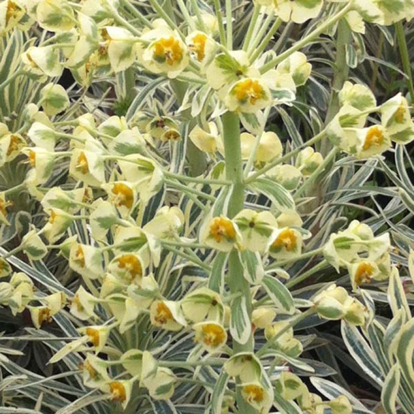 Euphorbia characias Emmer Green - Palisaden-Wolfsmilch (Blüte)