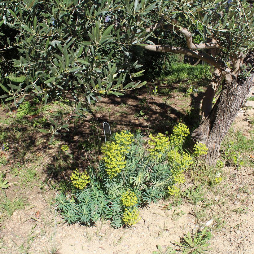 Euphorbia characias - Palisaden-Wolfsmilch (Hafen)