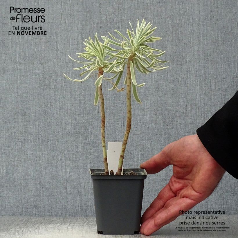 Exemplar von Euphorbia characias Tasmanian tiger - Palisaden-Wolfsmilch wie im Herbst geliefert