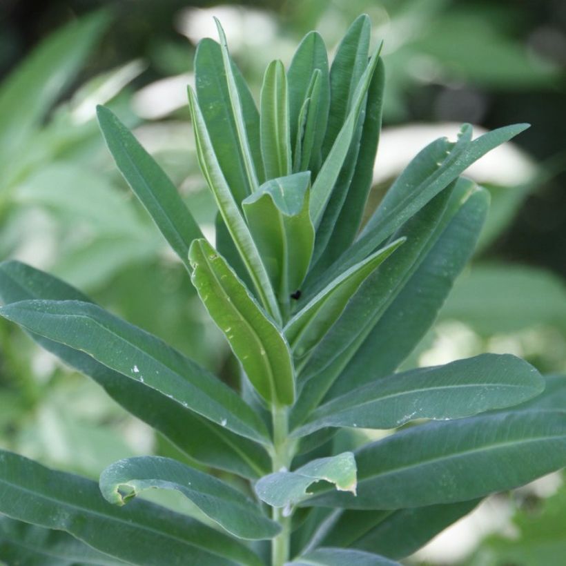 Euphorbia characias subsp. characias ssp. characias - Palisaden-Wolfsmilch (Laub)