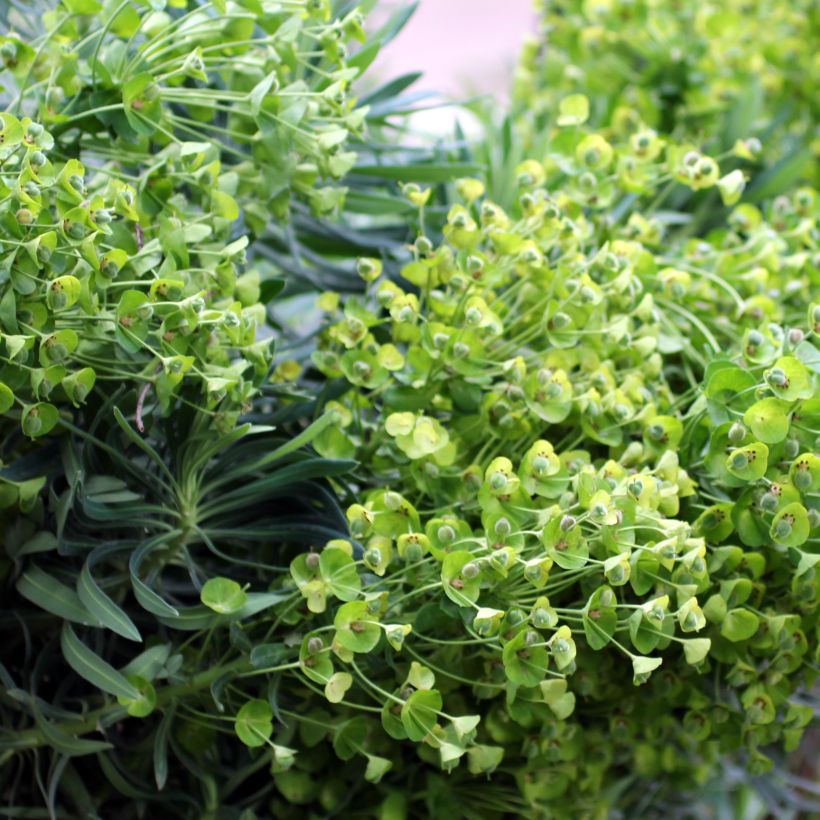 Euphorbia characias ssp. wulfenii - Palisaden-Wolfsmilch (Blüte)