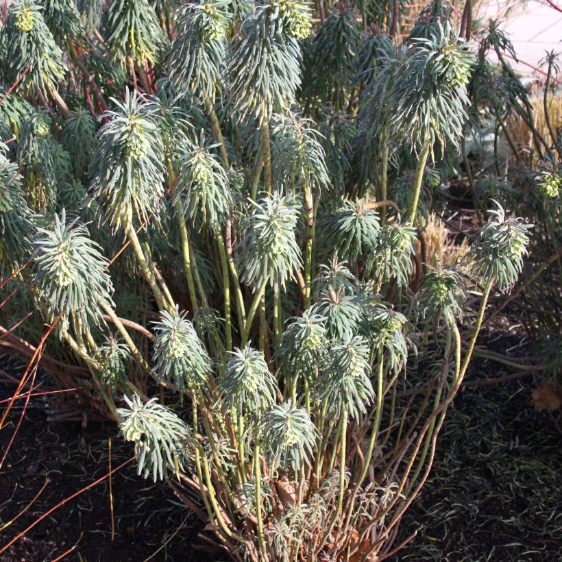 Euphorbia characias ssp. wulfenii - Palisaden-Wolfsmilch (Hafen)