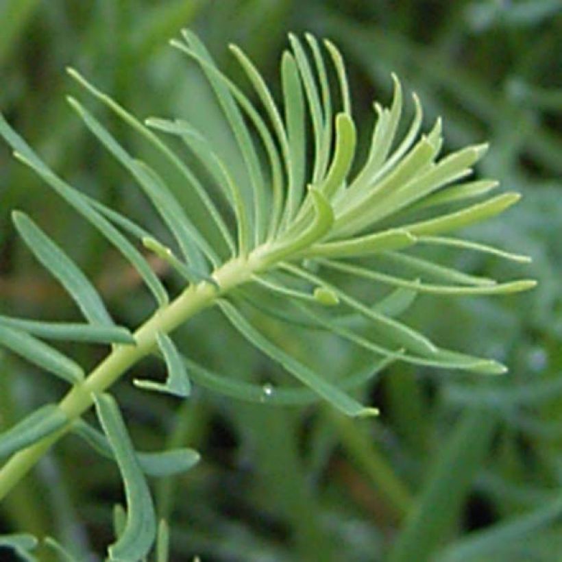 Euphorbia cyparissias - Zypressen-Wolfsmilch (Laub)