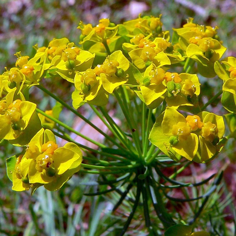 Euphorbia cyparissias Clarice Howard - Zypressen-Wolfsmilch (Blüte)