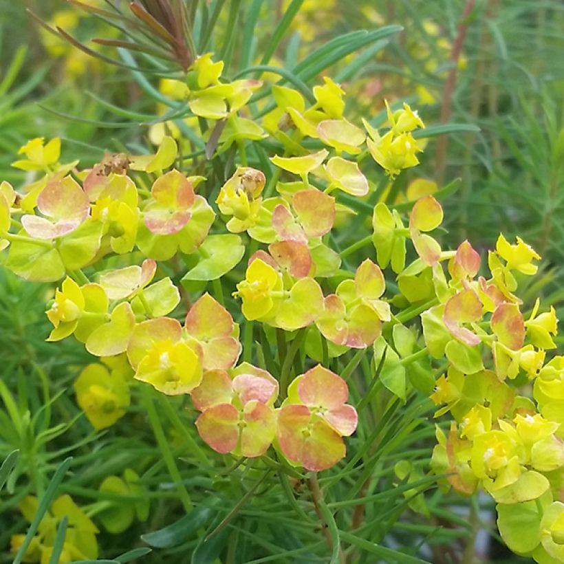 Euphorbia cyparissias Orange Man - Zypressen-Wolfsmilch (Blüte)