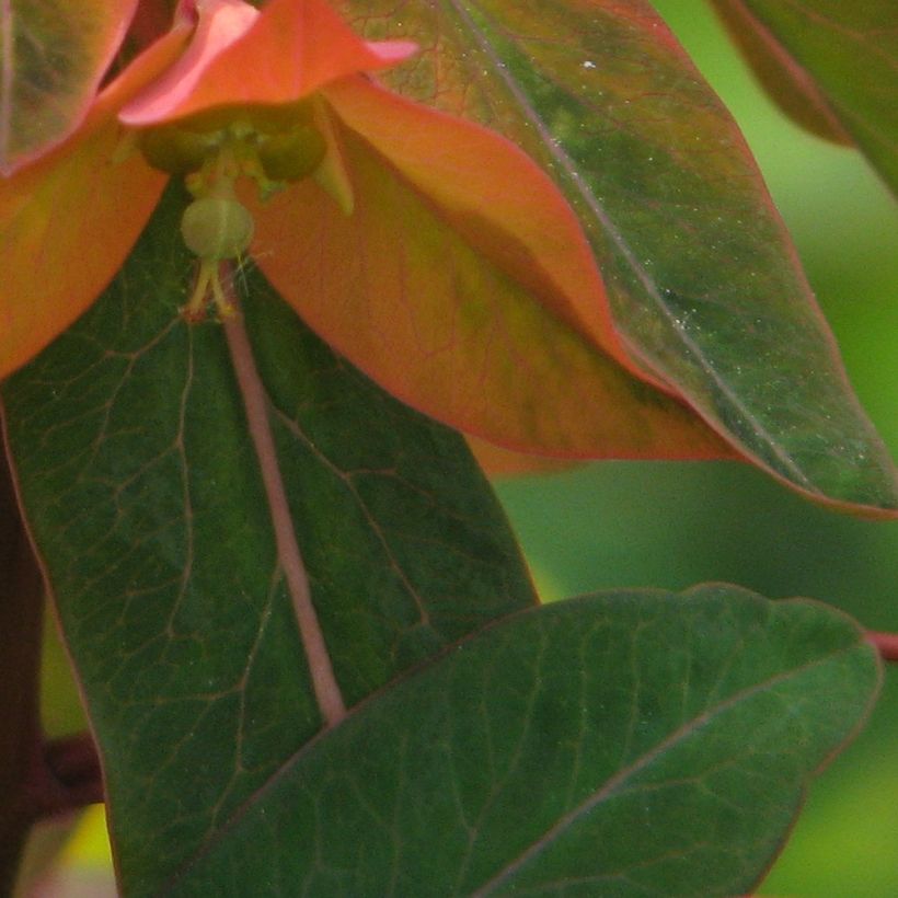 Euphorbia griffithii - Griffiths Wolfsmilch (Laub)