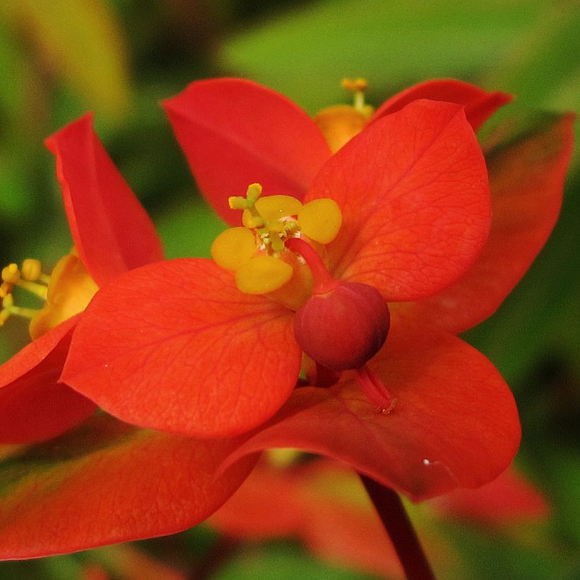 Euphorbia griffithii - Griffiths Wolfsmilch (Blüte)