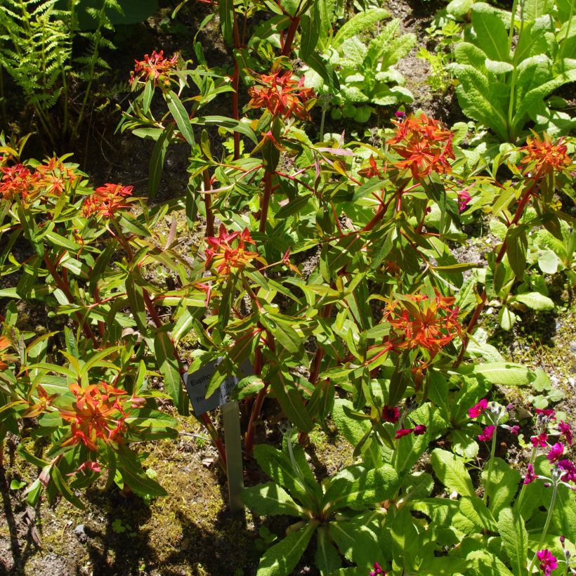 Euphorbia griffithii - Griffiths Wolfsmilch (Hafen)