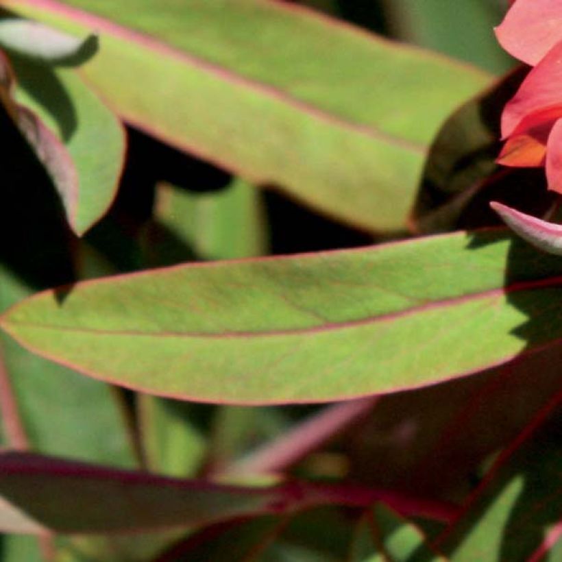 Euphorbia griffithii Fireglow - Griffiths Wolfsmilch (Laub)