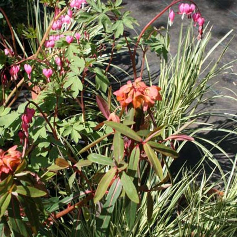 Euphorbia griffithii Fireglow - Griffiths Wolfsmilch (Hafen)